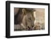 Lion (Panthera Leo) Drinking, Kgalagadi Transfrontier Park, South Africa, Africa-Ann and Steve Toon-Framed Photographic Print