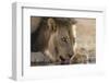 Lion (Panthera Leo) Drinking, Kgalagadi Transfrontier Park, South Africa, Africa-Ann and Steve Toon-Framed Photographic Print