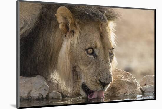 Lion (Panthera Leo) Drinking, Kgalagadi Transfrontier Park, South Africa, Africa-Ann and Steve Toon-Mounted Photographic Print