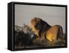 Lion, (Panthera Leo), Etoscha National Park, Namibia-Thorsten Milse-Framed Stretched Canvas