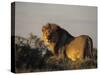 Lion, (Panthera Leo), Etoscha National Park, Namibia-Thorsten Milse-Stretched Canvas