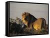 Lion, (Panthera Leo), Etoscha National Park, Namibia-Thorsten Milse-Framed Stretched Canvas