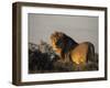 Lion, (Panthera Leo), Etoscha National Park, Namibia-Thorsten Milse-Framed Photographic Print