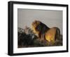 Lion, (Panthera Leo), Etoscha National Park, Namibia-Thorsten Milse-Framed Photographic Print
