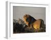 Lion, (Panthera Leo), Etoscha National Park, Namibia-Thorsten Milse-Framed Photographic Print