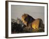 Lion, (Panthera Leo), Etoscha National Park, Namibia-Thorsten Milse-Framed Photographic Print