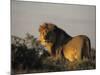 Lion, (Panthera Leo), Etoscha National Park, Namibia-Thorsten Milse-Mounted Photographic Print