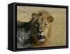 Lion (Panthera Leo), Etosha, Namibia, Africa-Steve & Ann Toon-Framed Stretched Canvas