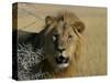Lion (Panthera Leo), Etosha, Namibia, Africa-Steve & Ann Toon-Stretched Canvas