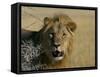 Lion (Panthera Leo), Etosha, Namibia, Africa-Steve & Ann Toon-Framed Stretched Canvas