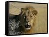 Lion (Panthera Leo), Etosha, Namibia, Africa-Steve & Ann Toon-Framed Stretched Canvas