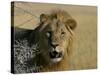 Lion (Panthera Leo), Etosha, Namibia, Africa-Steve & Ann Toon-Stretched Canvas