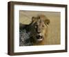 Lion (Panthera Leo), Etosha, Namibia, Africa-Steve & Ann Toon-Framed Photographic Print
