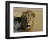 Lion (Panthera Leo), Etosha, Namibia, Africa-Steve & Ann Toon-Framed Photographic Print