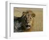 Lion (Panthera Leo), Etosha, Namibia, Africa-Steve & Ann Toon-Framed Photographic Print