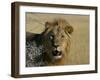 Lion (Panthera Leo), Etosha, Namibia, Africa-Steve & Ann Toon-Framed Photographic Print