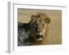 Lion (Panthera Leo), Etosha, Namibia, Africa-Steve & Ann Toon-Framed Photographic Print