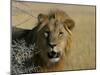 Lion (Panthera Leo), Etosha, Namibia, Africa-Steve & Ann Toon-Mounted Photographic Print