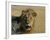 Lion (Panthera Leo), Etosha, Namibia, Africa-Steve & Ann Toon-Framed Photographic Print