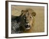 Lion (Panthera Leo), Etosha, Namibia, Africa-Steve & Ann Toon-Framed Photographic Print