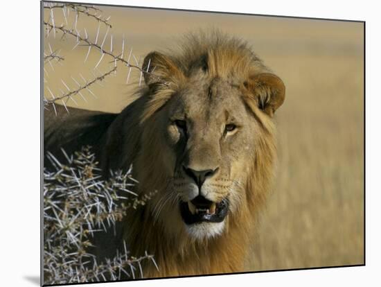 Lion (Panthera Leo), Etosha, Namibia, Africa-Steve & Ann Toon-Mounted Photographic Print