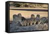 Lion (Panthera Leo) Family Drinking-James Hager-Framed Stretched Canvas