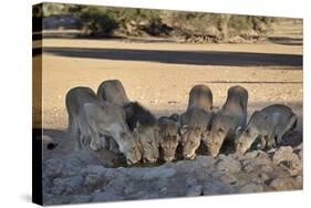 Lion (Panthera Leo) Family Drinking-James Hager-Stretched Canvas