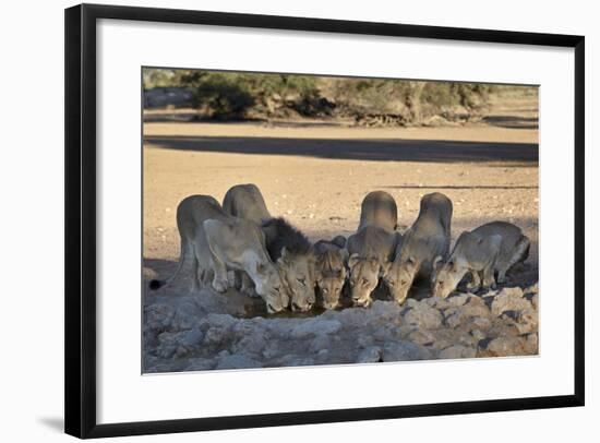 Lion (Panthera Leo) Family Drinking-James Hager-Framed Photographic Print