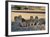 Lion (Panthera Leo) Family Drinking-James Hager-Framed Photographic Print