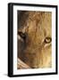 Lion (Panthera leo) feeding, close-up of head, Kruger , South Africa-Andrew Forsyth-Framed Photographic Print