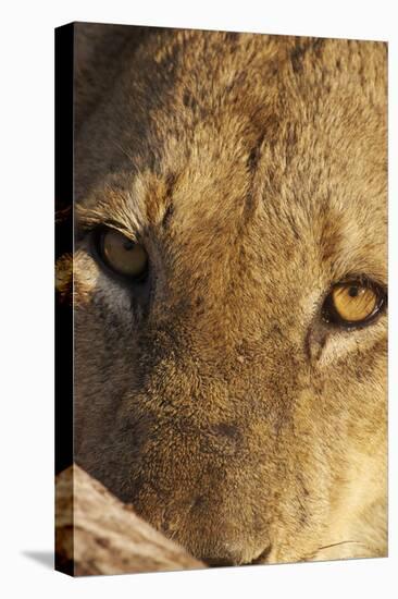 Lion (Panthera leo) feeding, close-up of head, Kruger , South Africa-Andrew Forsyth-Stretched Canvas
