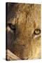 Lion (Panthera leo) feeding, close-up of head, Kruger , South Africa-Andrew Forsyth-Stretched Canvas