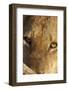 Lion (Panthera leo) feeding, close-up of head, Kruger , South Africa-Andrew Forsyth-Framed Photographic Print