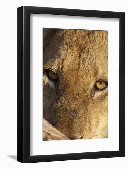 Lion (Panthera leo) feeding, close-up of head, Kruger , South Africa-Andrew Forsyth-Framed Photographic Print