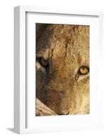 Lion (Panthera leo) feeding, close-up of head, Kruger , South Africa-Andrew Forsyth-Framed Photographic Print