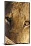 Lion (Panthera leo) feeding, close-up of head, Kruger , South Africa-Andrew Forsyth-Mounted Photographic Print