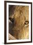 Lion (Panthera leo) feeding, close-up of head, Kruger , South Africa-Andrew Forsyth-Framed Photographic Print
