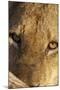 Lion (Panthera leo) feeding, close-up of head, Kruger , South Africa-Andrew Forsyth-Mounted Photographic Print