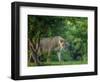 Lion (Panthera leo), female amongst trees. Mana Pools National Park, Zimbabwe-Tony Heald-Framed Photographic Print