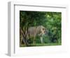 Lion (Panthera leo), female amongst trees. Mana Pools National Park, Zimbabwe-Tony Heald-Framed Photographic Print