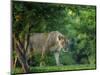 Lion (Panthera leo), female amongst trees. Mana Pools National Park, Zimbabwe-Tony Heald-Mounted Photographic Print