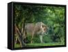 Lion (Panthera leo), female amongst trees. Mana Pools National Park, Zimbabwe-Tony Heald-Framed Stretched Canvas