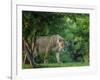 Lion (Panthera leo), female amongst trees. Mana Pools National Park, Zimbabwe-Tony Heald-Framed Photographic Print