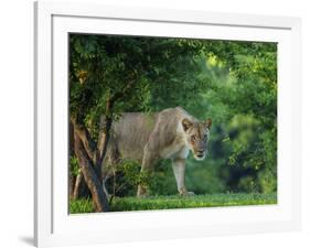 Lion (Panthera leo), female amongst trees. Mana Pools National Park, Zimbabwe-Tony Heald-Framed Photographic Print