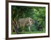 Lion (Panthera leo), female amongst trees. Mana Pools National Park, Zimbabwe-Tony Heald-Framed Photographic Print