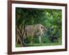 Lion (Panthera leo), female amongst trees. Mana Pools National Park, Zimbabwe-Tony Heald-Framed Photographic Print