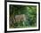 Lion (Panthera leo), female amongst trees. Mana Pools National Park, Zimbabwe-Tony Heald-Framed Photographic Print