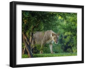 Lion (Panthera leo), female amongst trees. Mana Pools National Park, Zimbabwe-Tony Heald-Framed Photographic Print