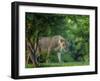 Lion (Panthera leo), female amongst trees. Mana Pools National Park, Zimbabwe-Tony Heald-Framed Photographic Print