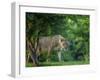 Lion (Panthera leo), female amongst trees. Mana Pools National Park, Zimbabwe-Tony Heald-Framed Photographic Print